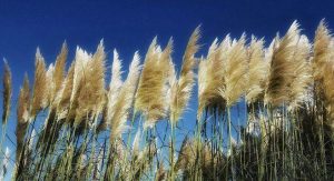 Cortaderia selloana seed | BELL Garden Company,Wholesale Plant seeds ...