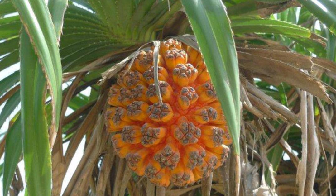 Pandanus Tectorius seed | BELL Garden Company,Wholesale Plant seeds ...