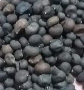 Ceiba-speciosa-seeds