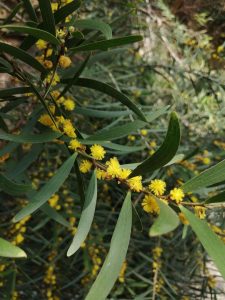 Acacia-iteaphylla-seed