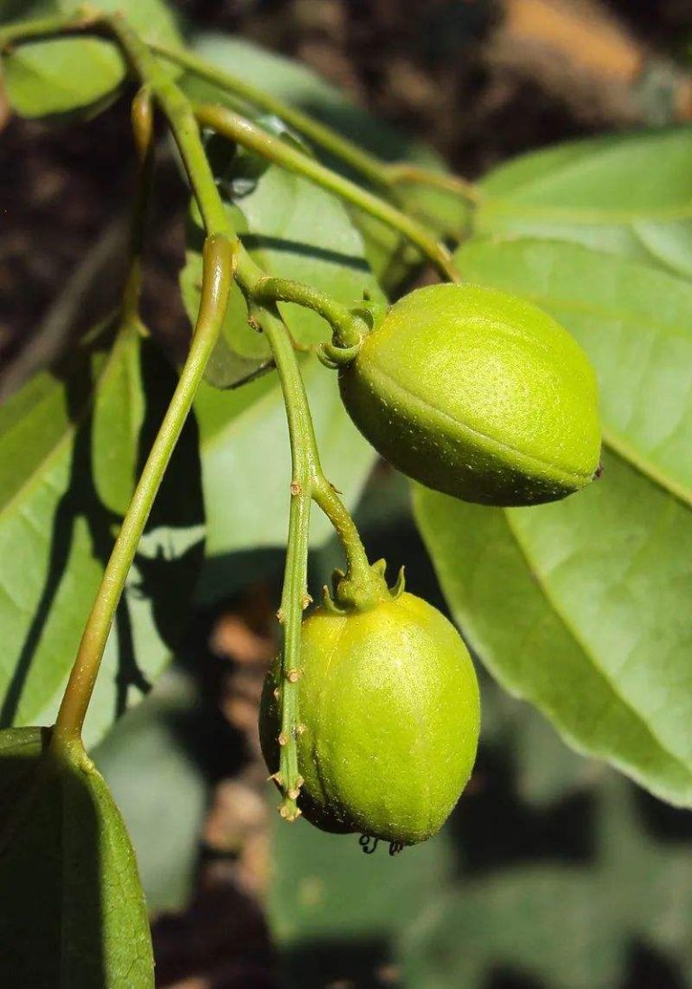 Croton Tiglium seed | BELL Garden Company,Wholesale Plant seeds,Alive ...