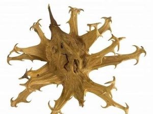 Devil's Claw seed Devil's Claw seed