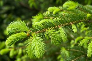 Picea breweriana seed | BELL Garden Company,Wholesale Plant seeds,Alive ...