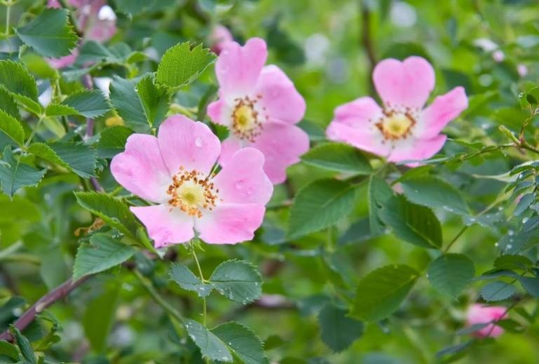 Rosa Canina Seed Bell Garden Companywholesale Plant Seedsalive