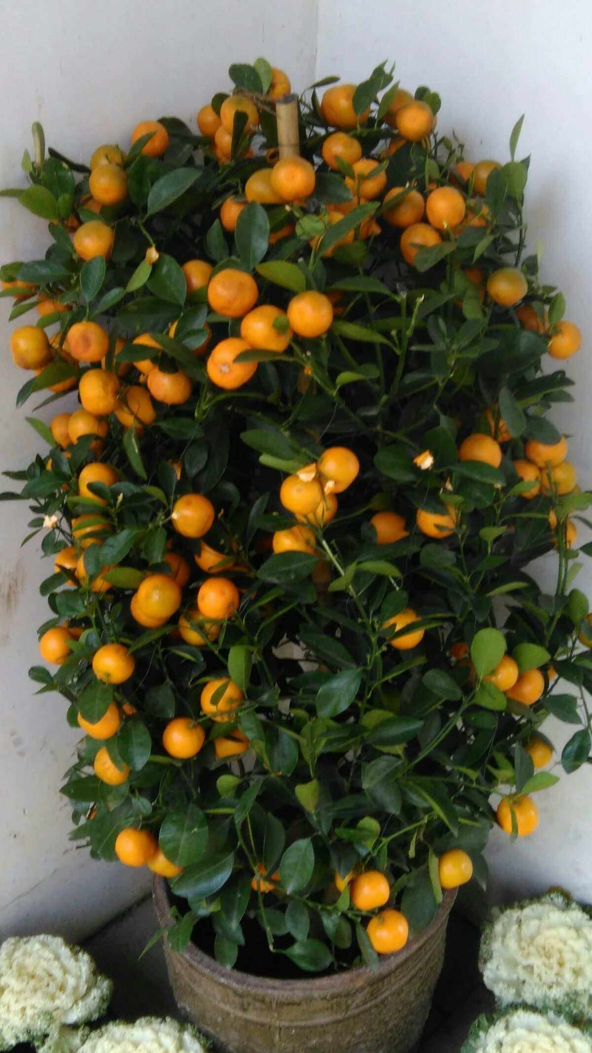 Citrus microcarpa (Calamansi) seed | BELL Garden Company,Wholesale 