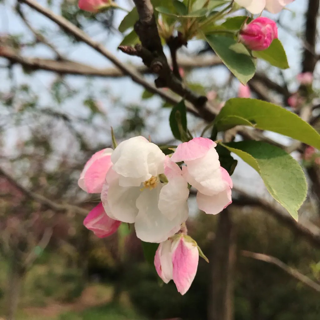 Hupeh Crab Apple seeds (Malus hupehensis)