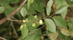 Ulmus-minor-seed