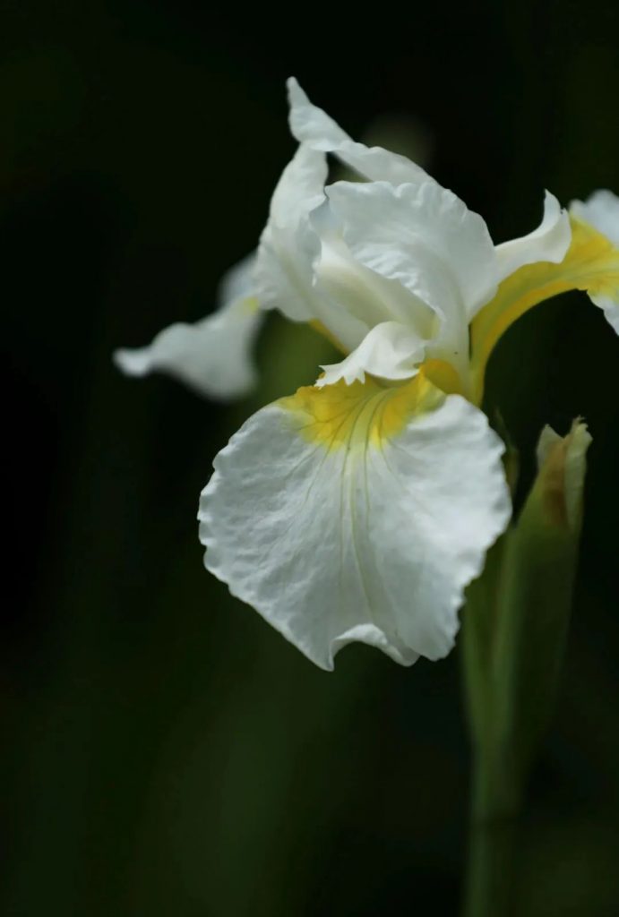 Iris Florentica seed