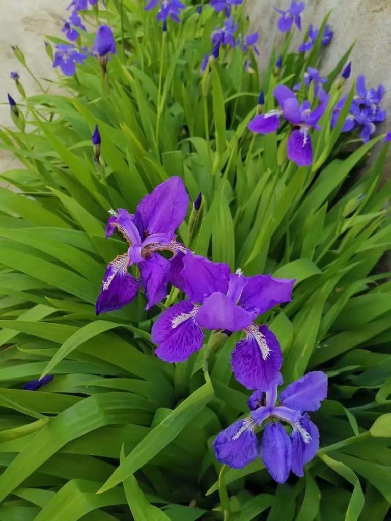 Iris Germanica seed