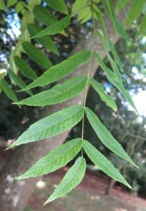 Juglans-ailantifolia-var.-cordiformis-seed
