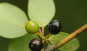 Lindera-neesiana-seed