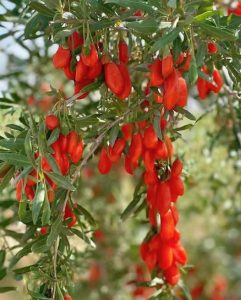 Lycium-berlandieri-seed