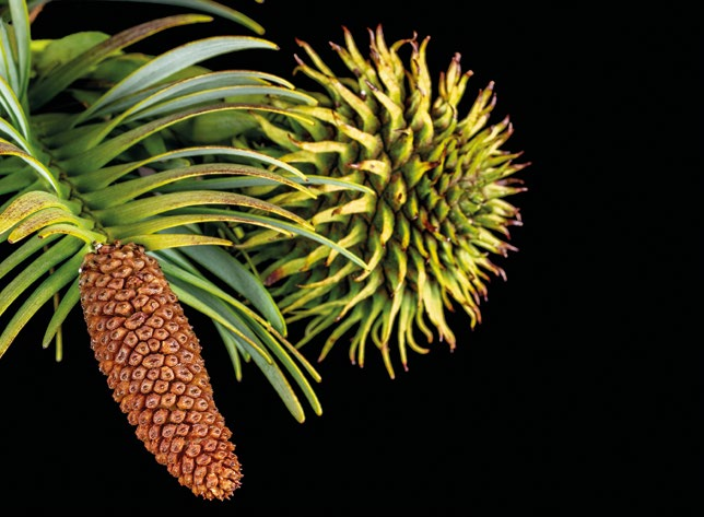 Wollemi Pine seed