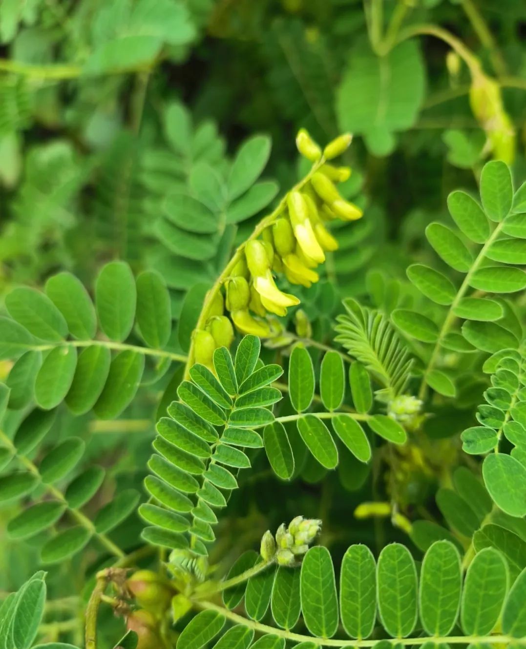 Astragalus echinus seed