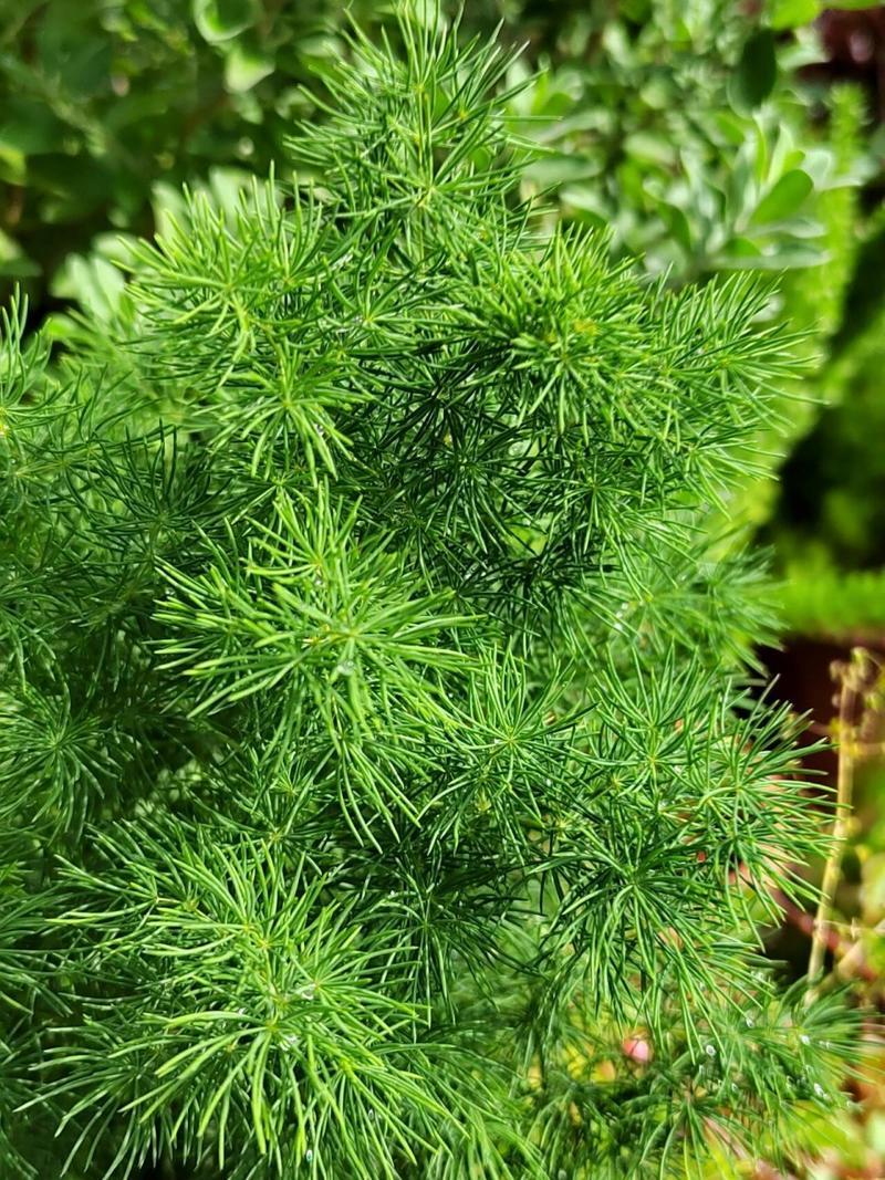 Asparagus myriocladus seed