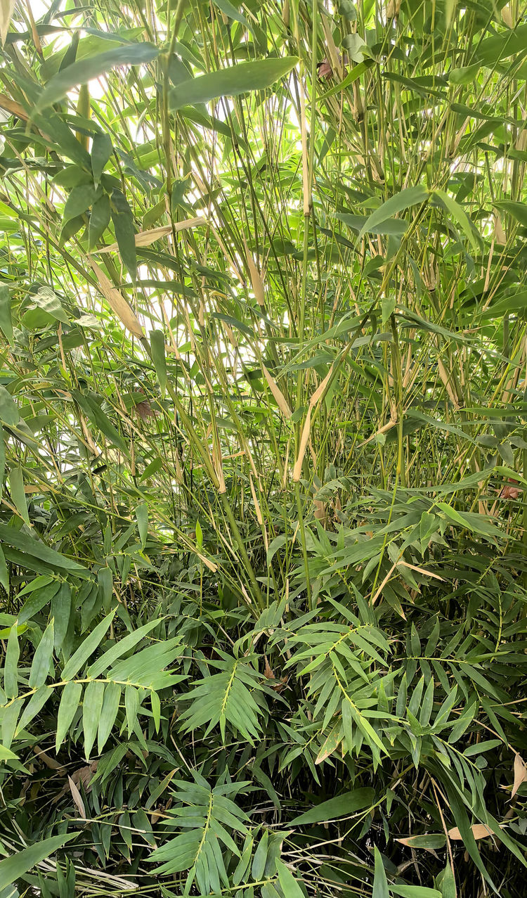 Bambusa Multiplex seed