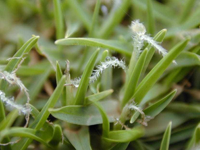 Pennisetum clandestinum seed
