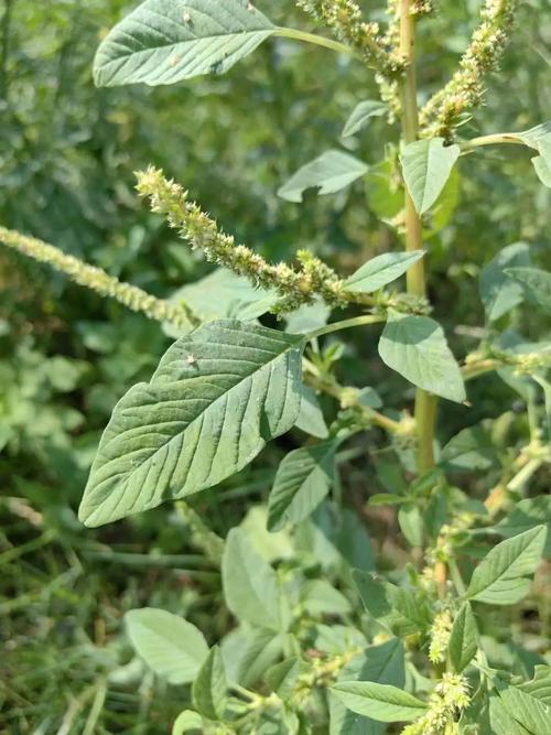 Amaranthus palmeri seed