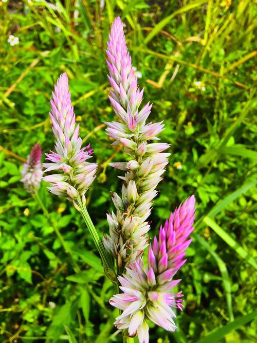 Celosia argentea seed