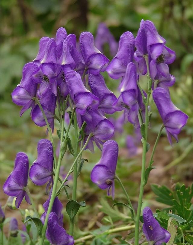 Aconitum heterophyllum seed