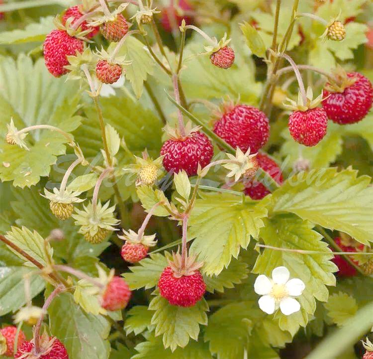 Alpine Strawberry seed Fragaria Vesca seed