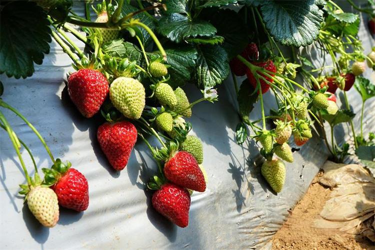 Alpine Strawberry seed Fragaria virginiana seed