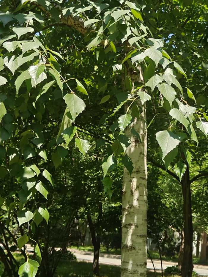 Betula maximowicziana seed    Brzoza Maksimowicza seed