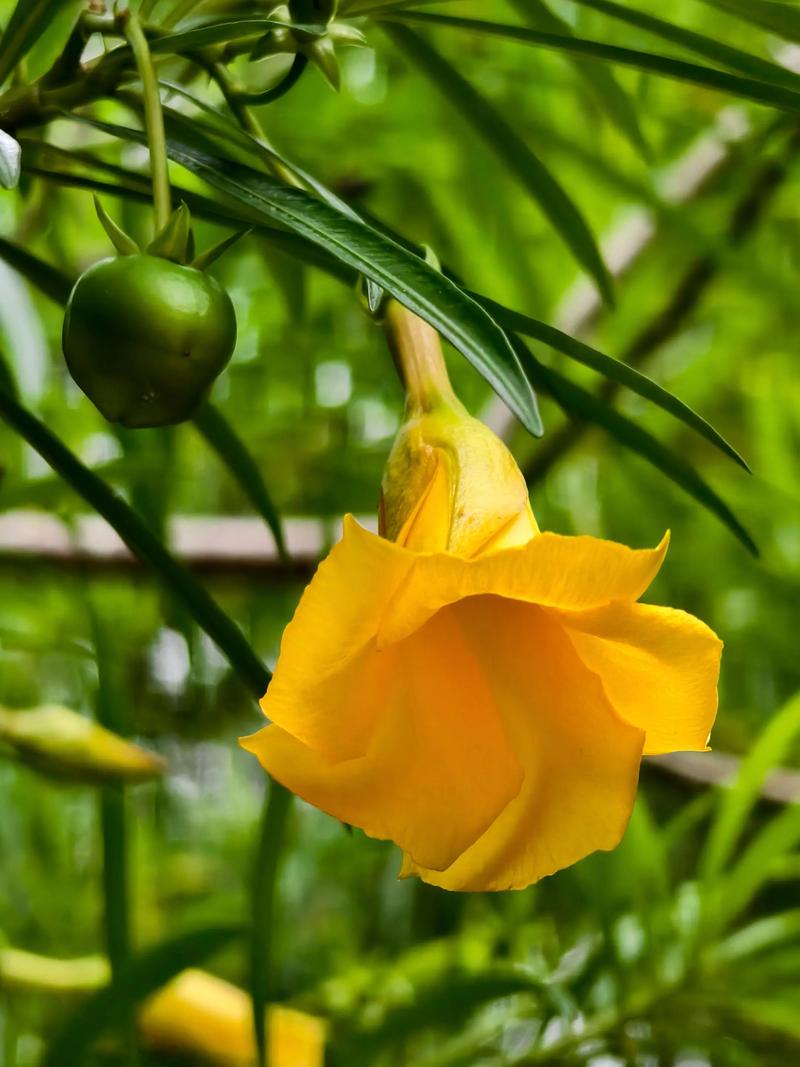 Cascabela thevetia seed