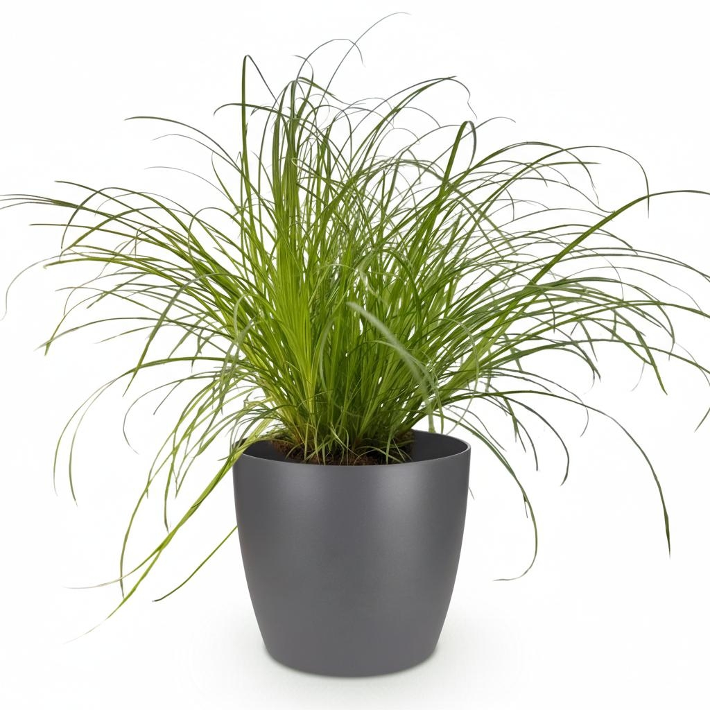 Cyperus alternifolius seed (Zumula)