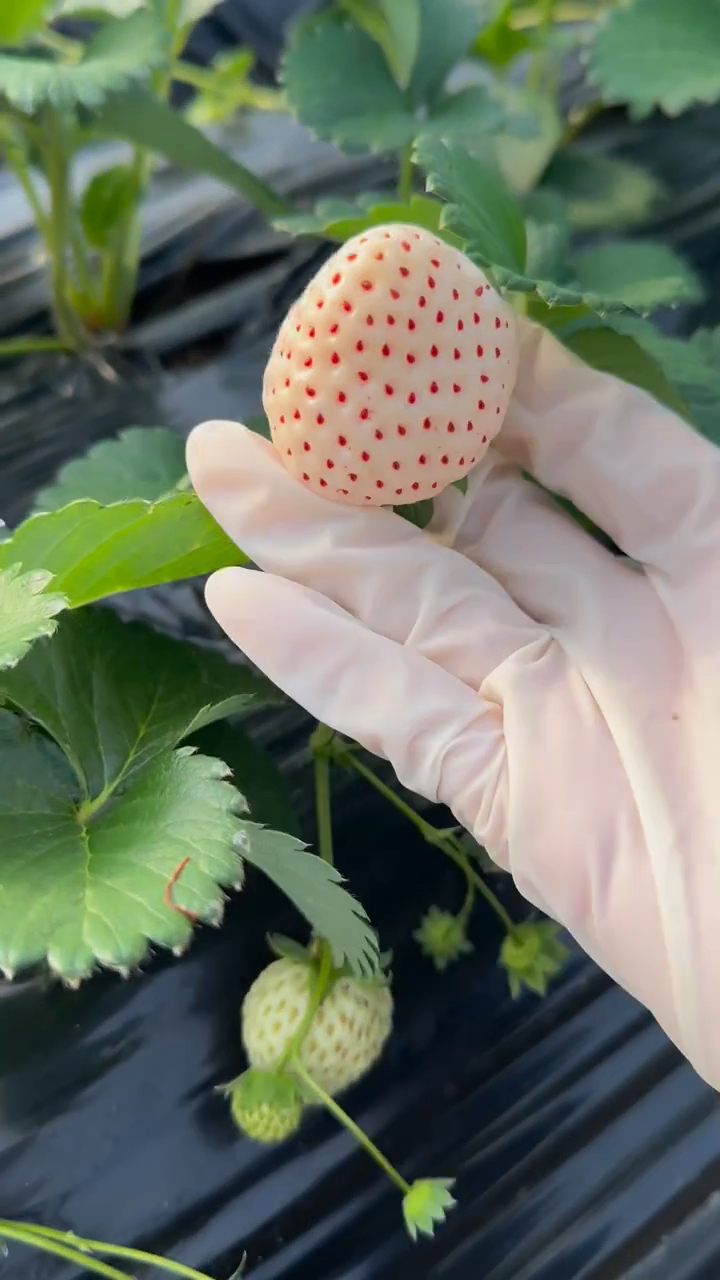 Fragaria Vesca seed  white fruit seed