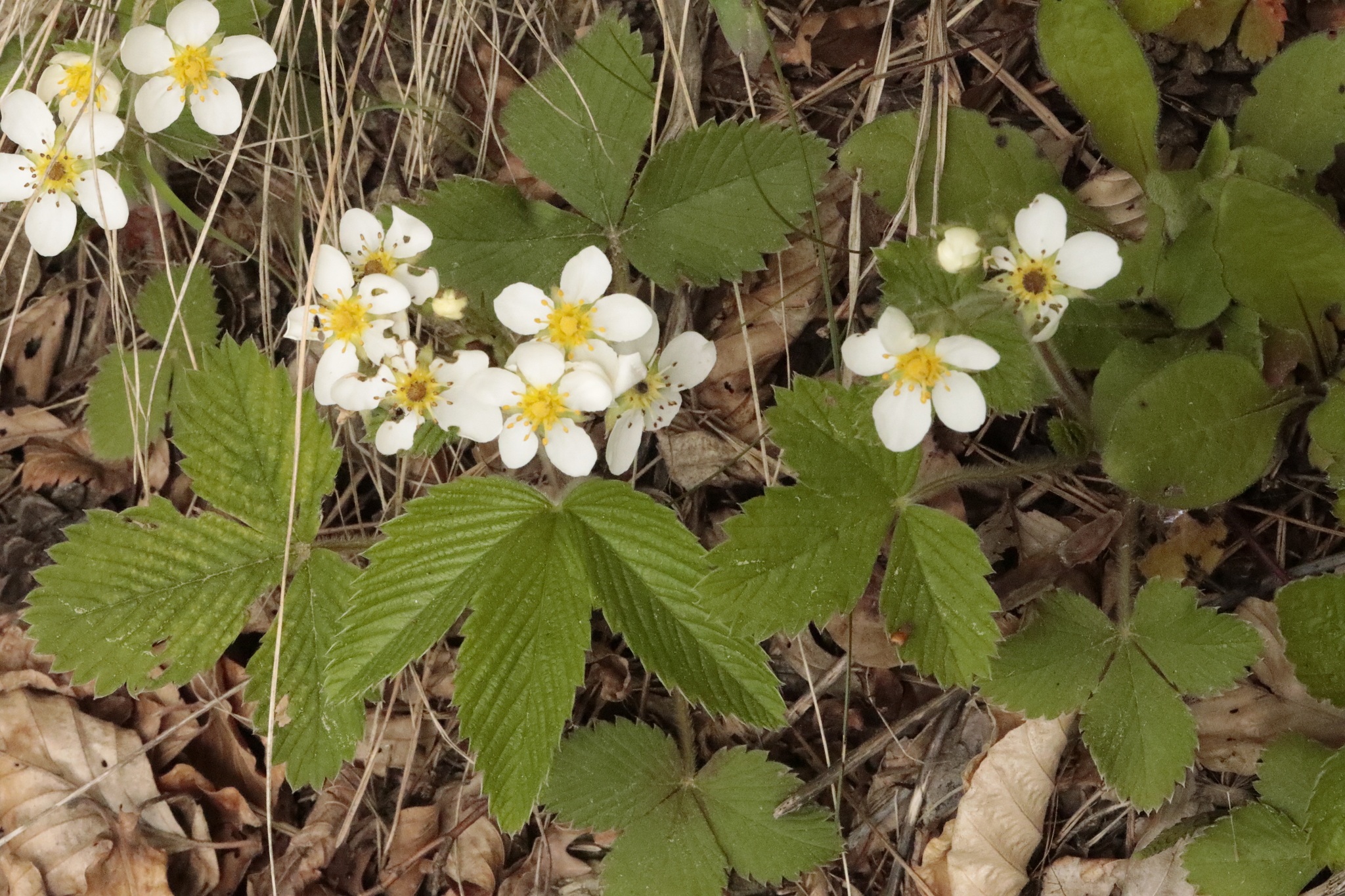 Fragaria moschata seed