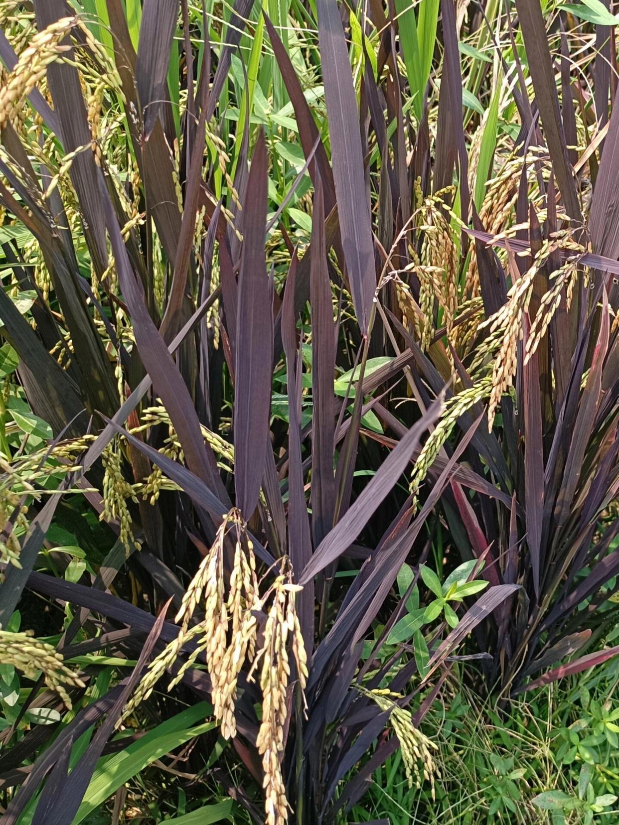 Oryza sativa seed Black Madras rice seed