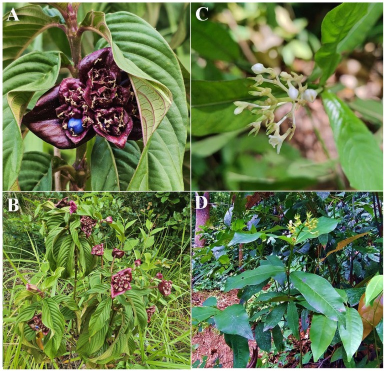Palicourea colorata seed   Psychotria colorata seed