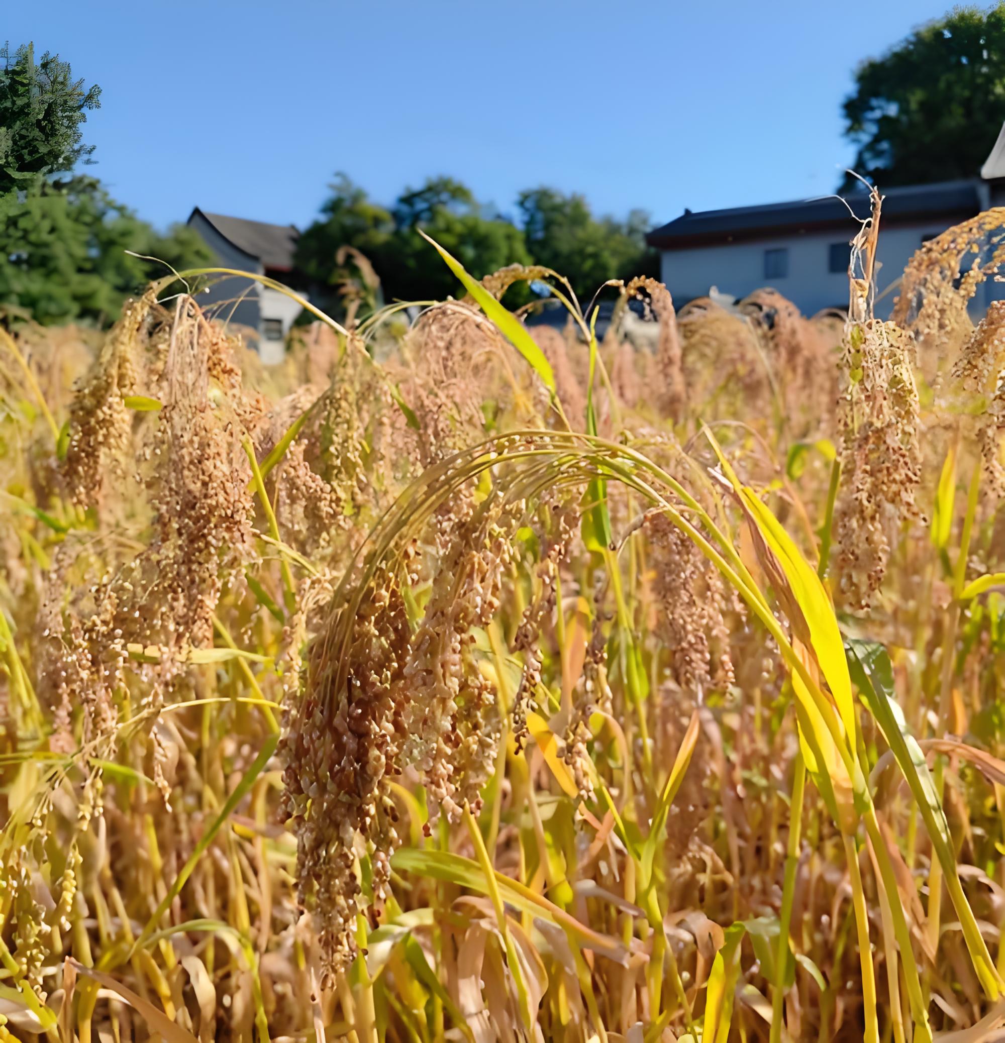 Panicum Turgidum seed