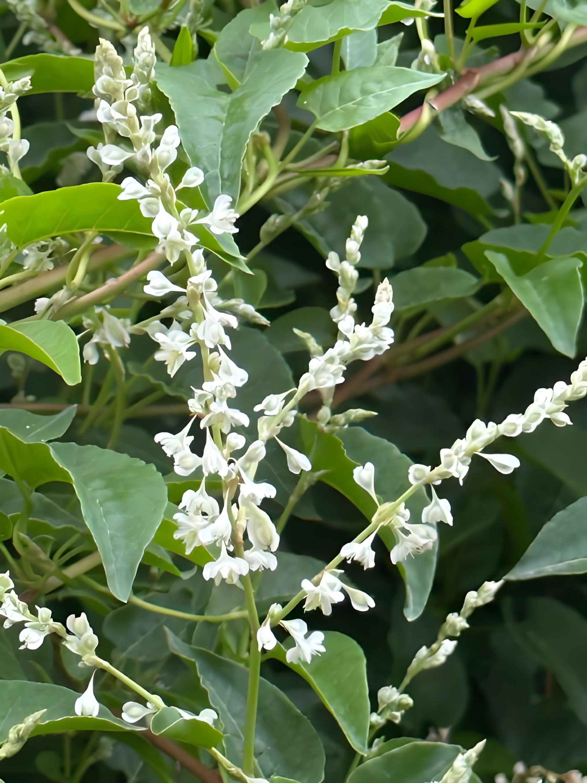 Polygonum aubertii seed