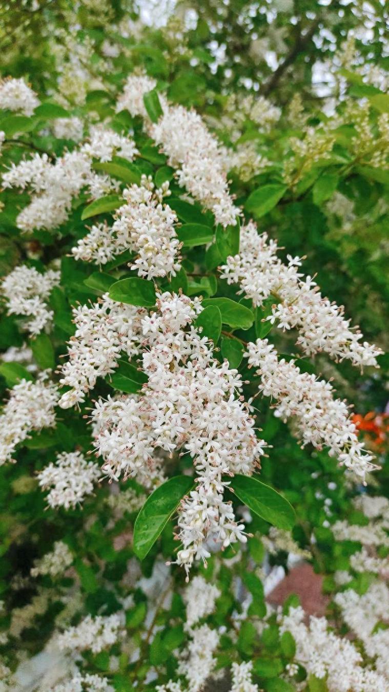 ligustrum japonicum seed