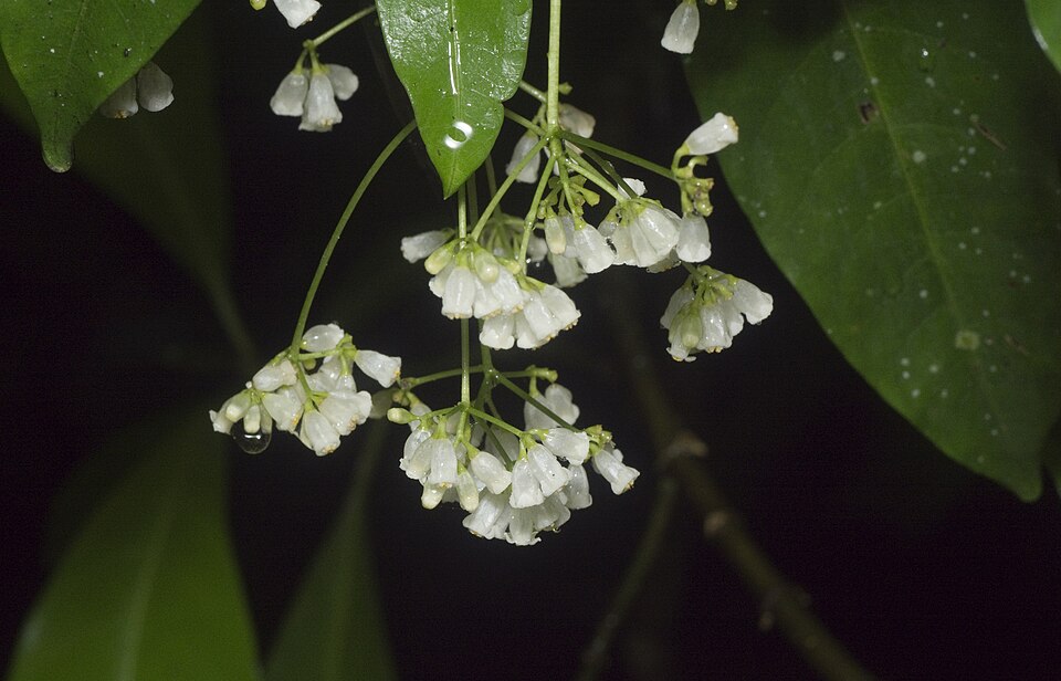 Eumachia frutescens‌ seed Hodgkinsonia frutescens seed