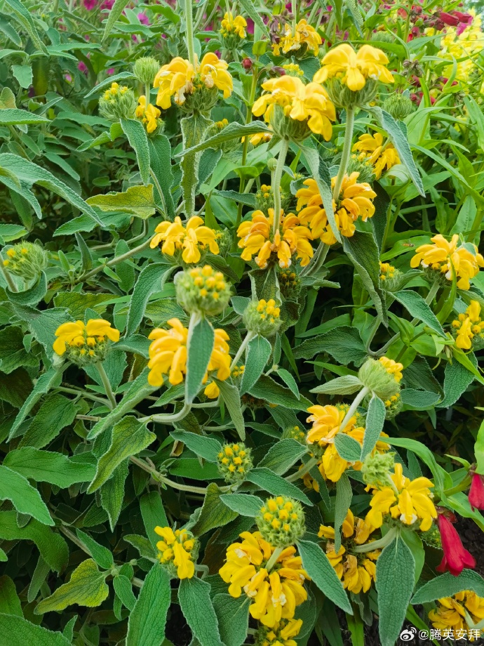 Phlomis brachyodon seed