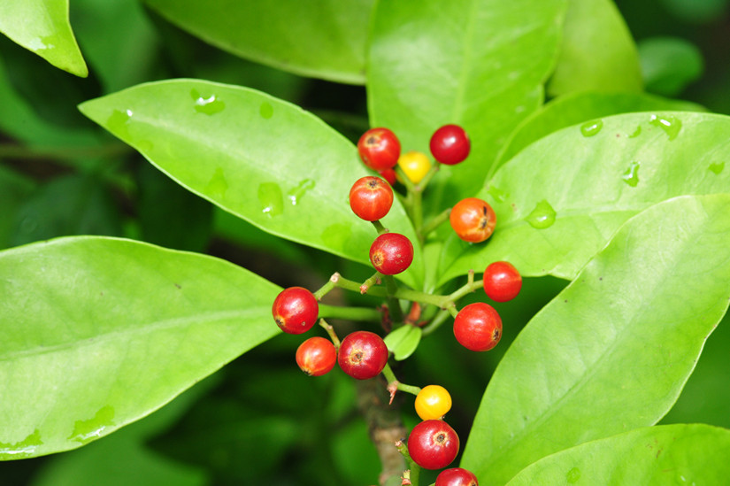 Psychotria mucosa seed