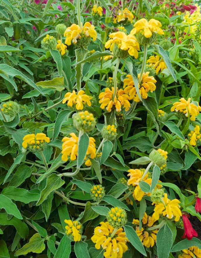 Phlomis brachyodon seed