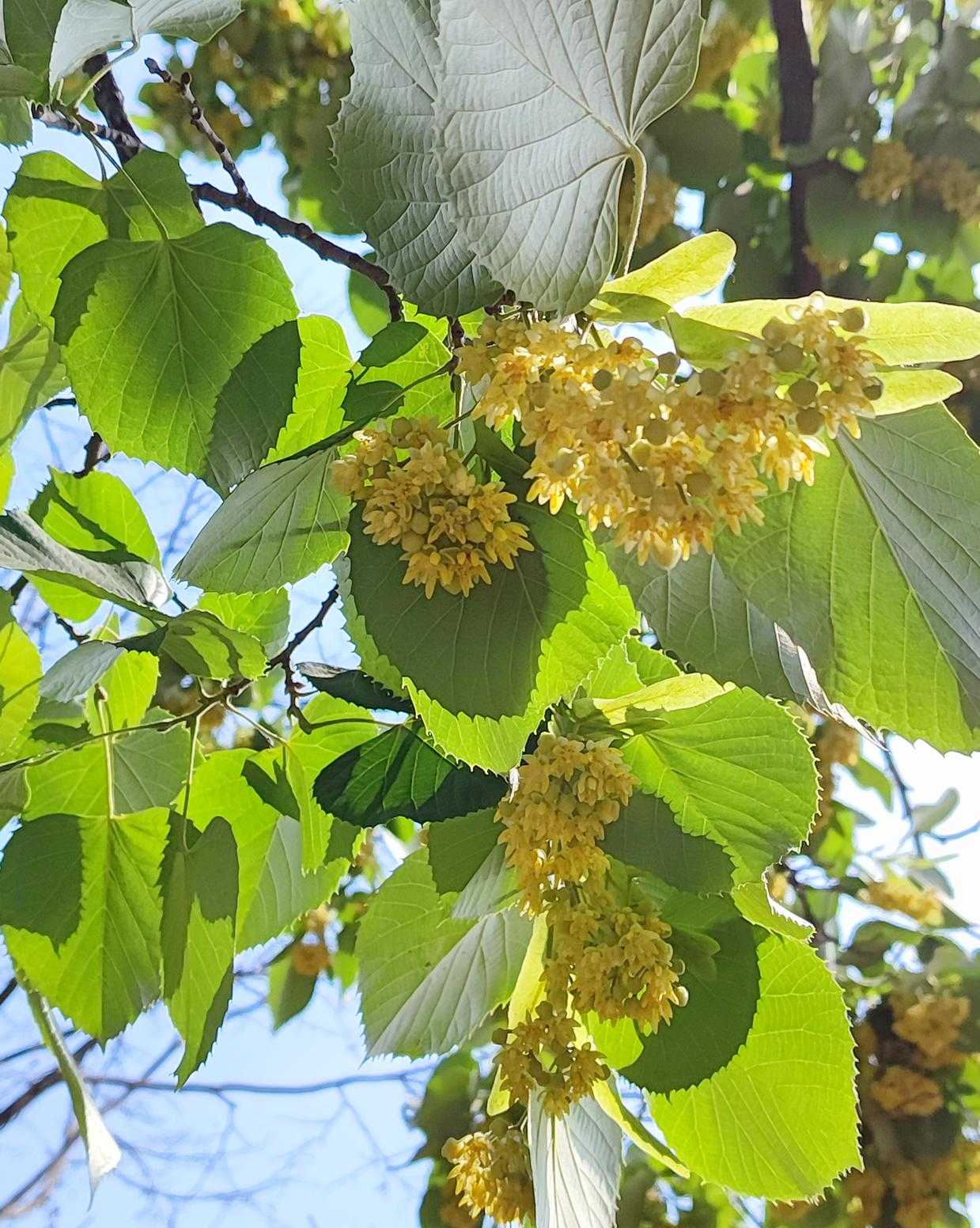 Tilia henryana Seed