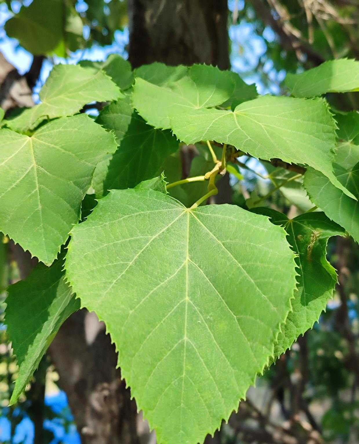 Tilia henryana Seed