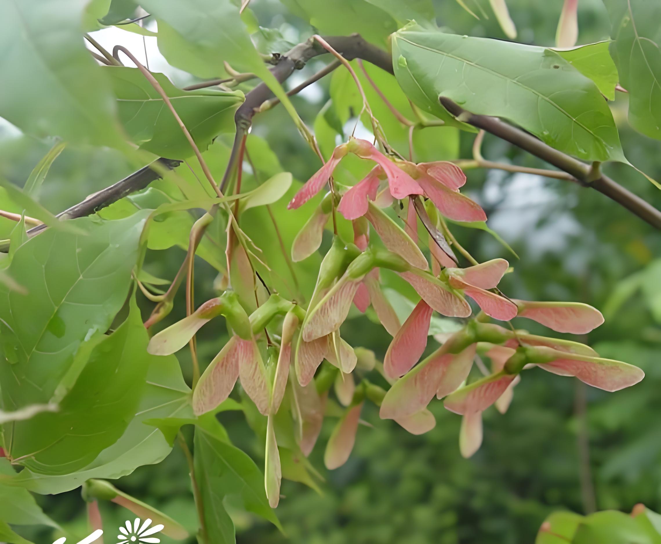 Acer tutcheri seed