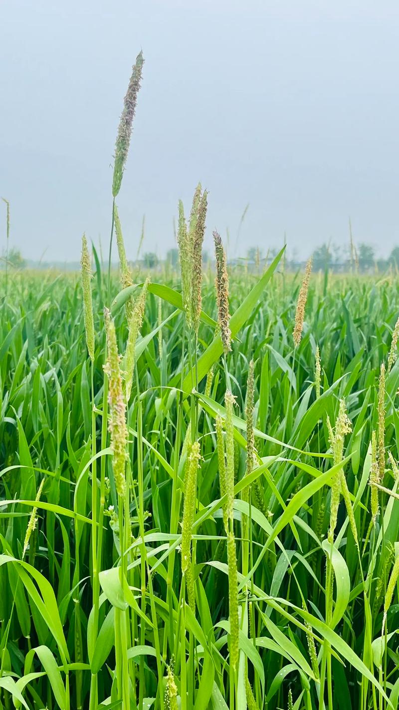 Alopecurus aequalis seed