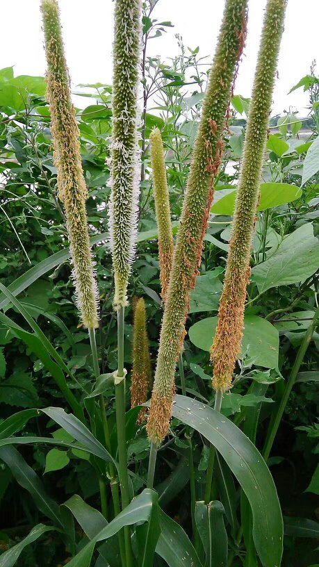 Alopecurus japonicus seed