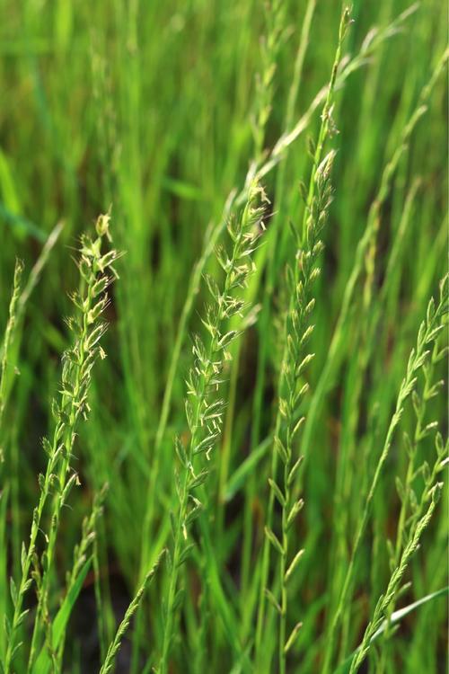 Lolium rigidum seed