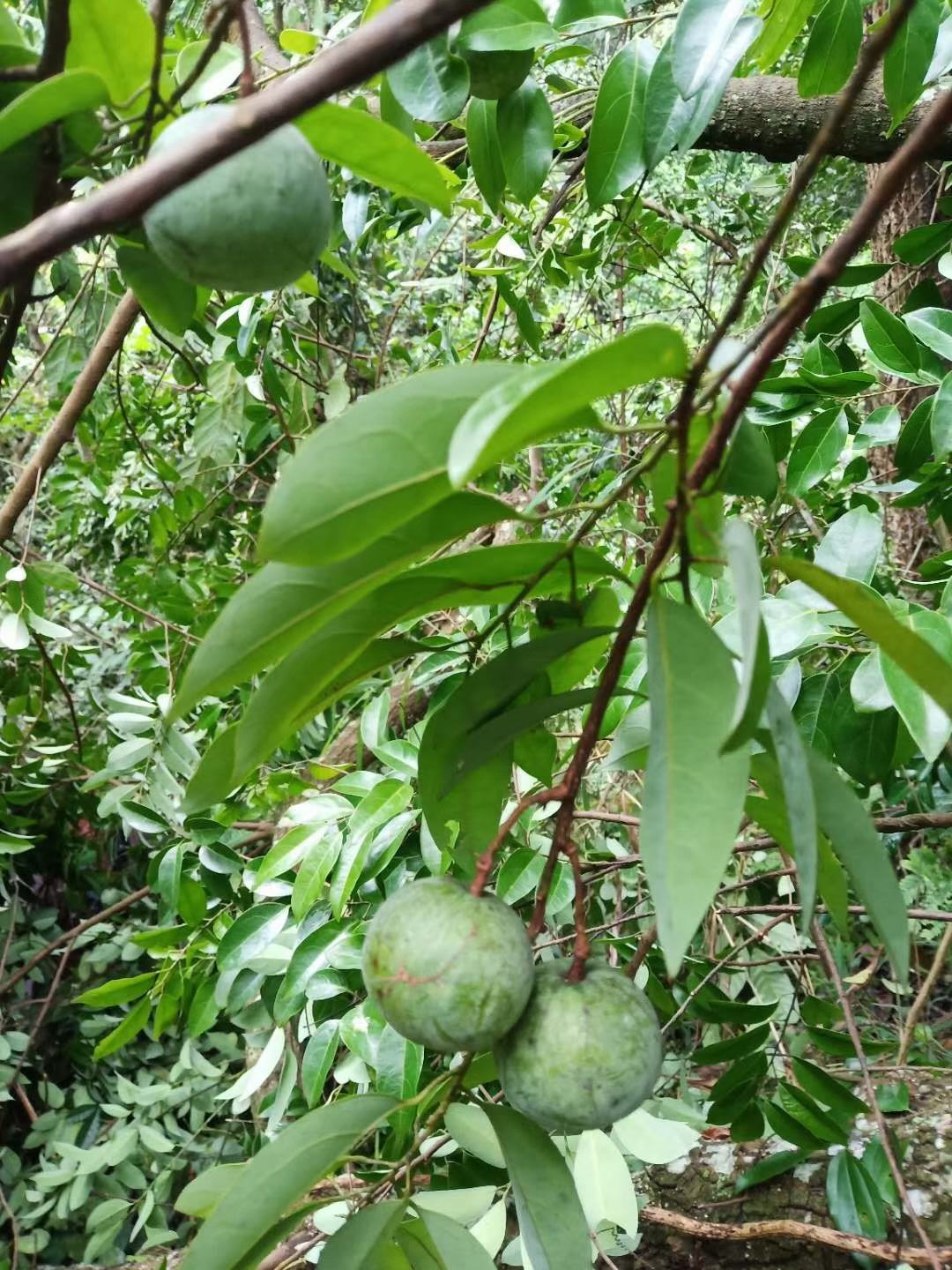 Malania oleifera seed oil