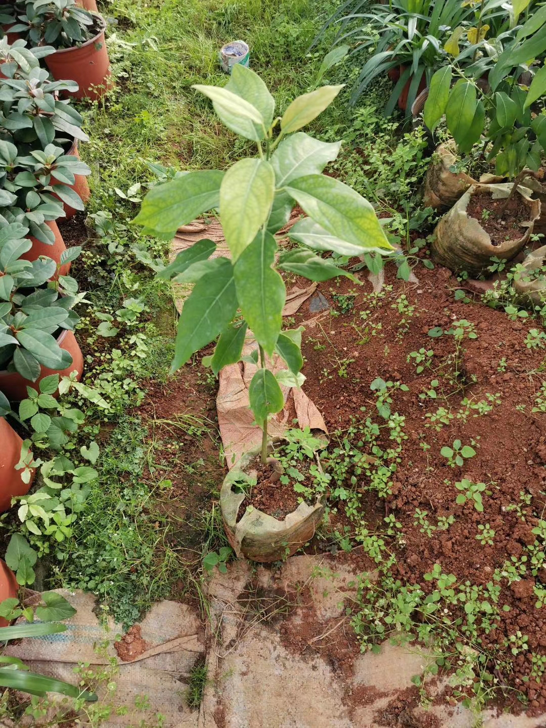 Malania oleifera seed oil