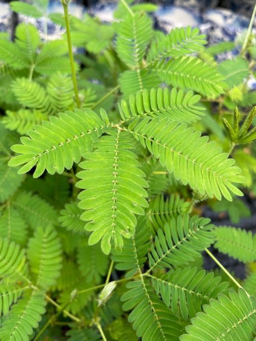 Mimosa tenuiflora seed
