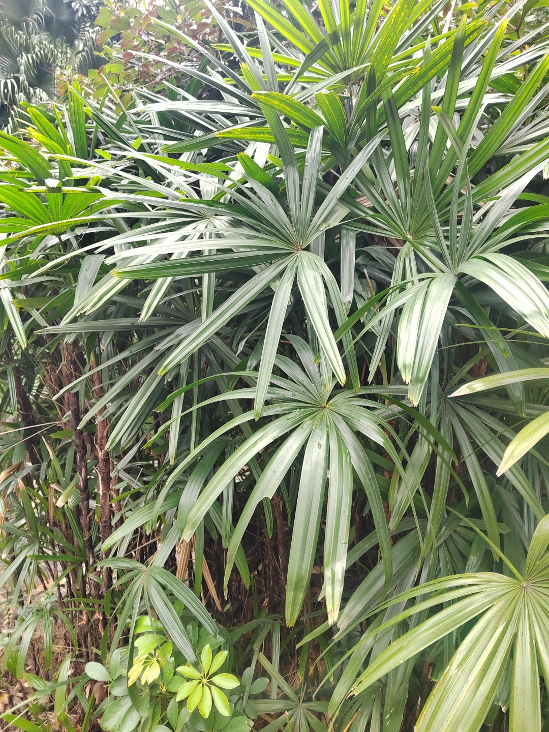 Rhapis multifida seed